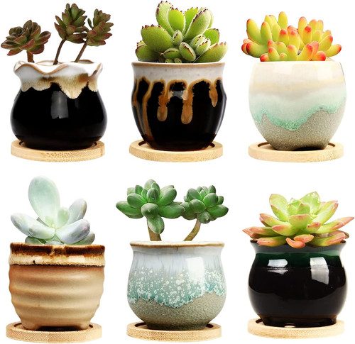 Inch succulent pot with - succulent,