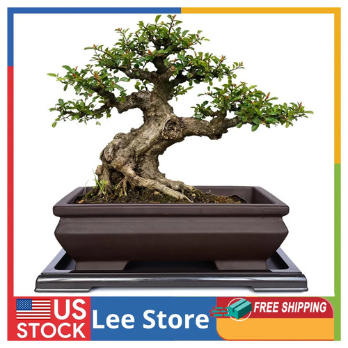 Muzhi unglazed ceramic bonsai - muzhi,
