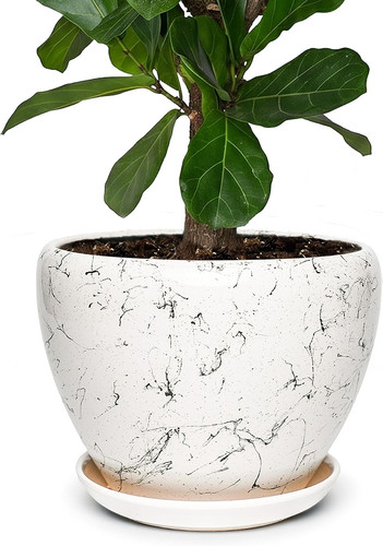 Inch ceramic plant - inch,